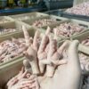 Halal Frozen Chicken Feet & Paws – Buy Online in Uruguay Today