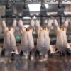 Buy Halal Frozen Whole Chicken-Grade A Malaysia
