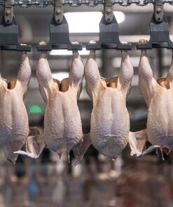 Buy Halal Frozen Whole Chicken-Grade A Malaysia