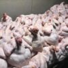 Frozen Whole Chicken Supplier From Thailand To Chile