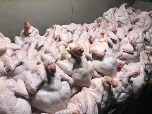 Frozen Whole Chicken Supplier From Thailand To Chile